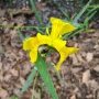 Le jaune intense de l'iris "pseudacorus" nous accompagne