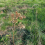 Hampes sèches d'une tanaisie commune - Tanacetum vulgare