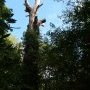 6 - Arbre sénescent, partie de l'écosystème forestier