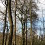 Charme "remarquable" - Forêt de Meudon - Étang de Villebon