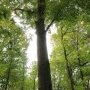 40 - "Ô forêt … seul langage inventé par la terre pour parler au (...)